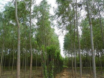 速生柳樹(shù)可以用來(lái)做什么？