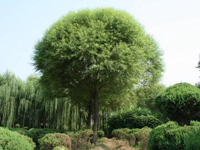 漳河柳和饅頭柳有什么區(qū)別？