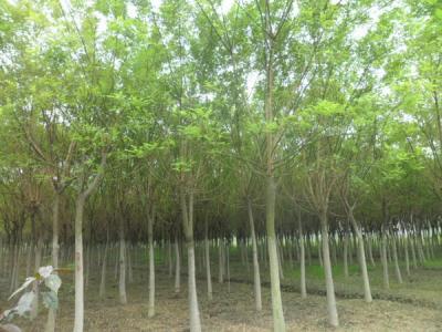 國(guó)槐的效果和價(jià)值有哪些？