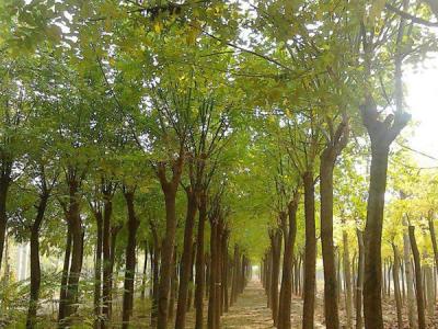 鹽堿地可以栽培速生柳嗎？