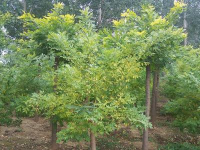 黃金槐和金葉槐有哪些區(qū)別?