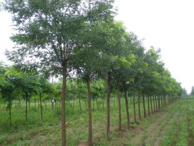 國(guó)槐種子的種植方法