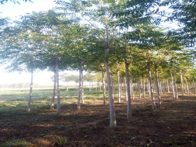 十公分千頭椿小苗的價(jià)格是多少？