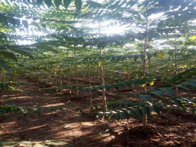 12公分千頭椿小苗的價(jià)格是多少？