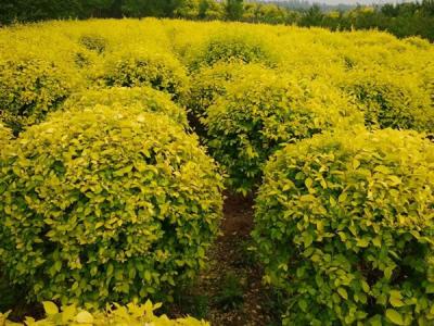 金葉榆球適合什么樣的土質(zhì)？