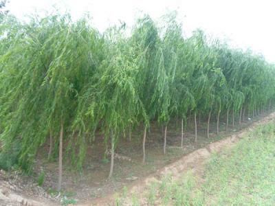 速生柳的生長周期是多長時間？