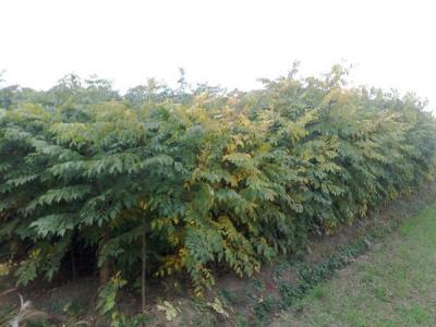 欒樹和黃山欒樹二者有什么區(qū)別？