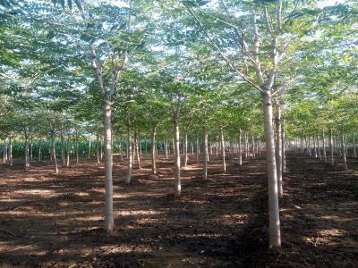 千頭椿小苗的價(jià)格是多少？