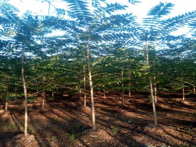 香椿和紅香椿二者有什么區(qū)別?