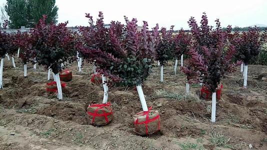美植袋太陽(yáng)李 美植袋太陽(yáng)李