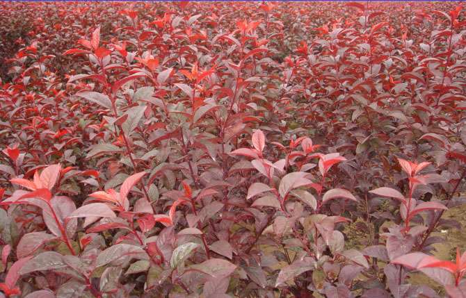 美植袋太陽(yáng)李 美植袋太陽(yáng)李