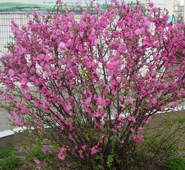 叢生榆葉梅 叢生榆葉梅