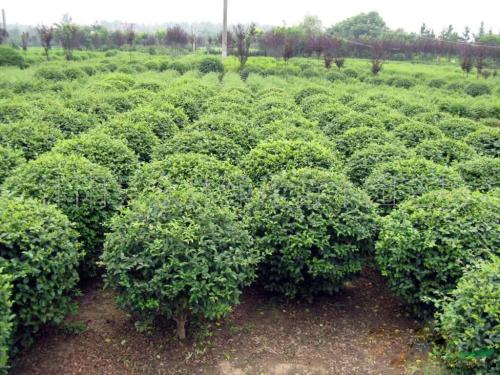 衛(wèi)矛球 衛(wèi)矛球