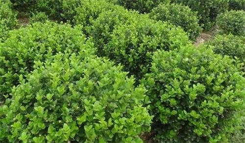 衛(wèi)矛球 衛(wèi)矛球