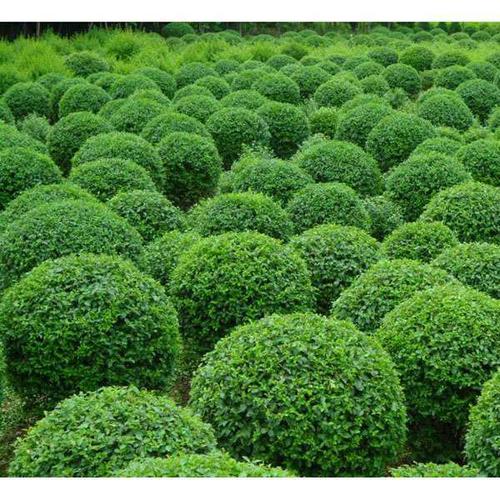 衛(wèi)矛球 衛(wèi)矛球