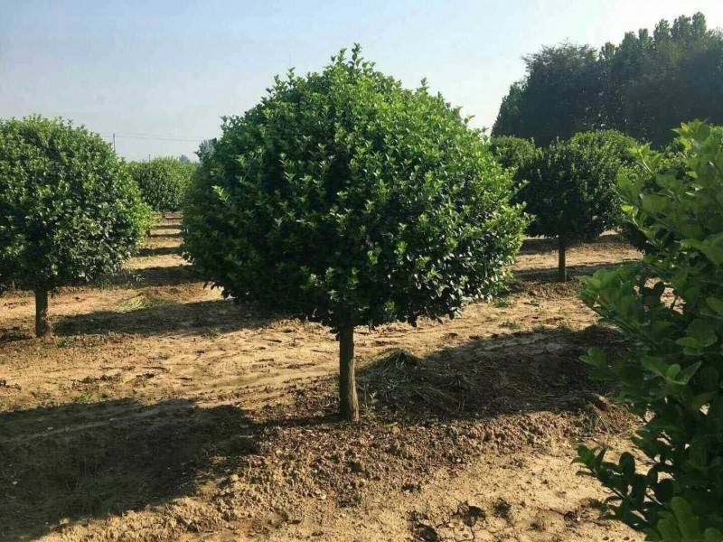 衛(wèi)矛球 衛(wèi)矛球