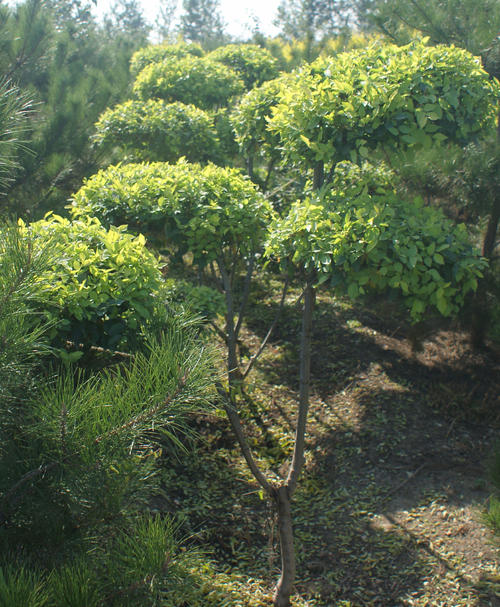 造型金葉榆 造型金葉榆