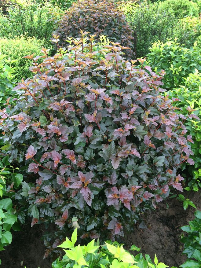 紫葉風(fēng)箱果 紫葉風(fēng)箱果