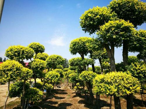 造型金葉榆 造型金葉榆