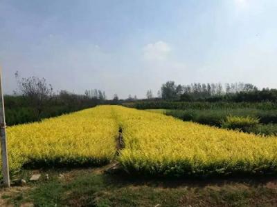 金葉女貞球和金森女貞球二者有什么明顯區(qū)別？