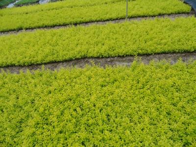 金葉女貞球是灌木還是喬木？