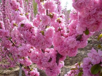 榆葉梅球是灌木品種還是喬木品種？