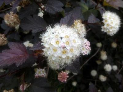 紫葉風(fēng)箱果冬天會落葉么？