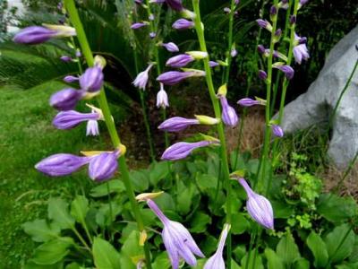 紫玉簪圖片，藥用價值