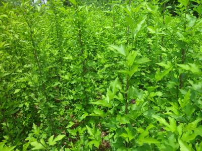 木槿樹的風(fēng)水寓意是什么？