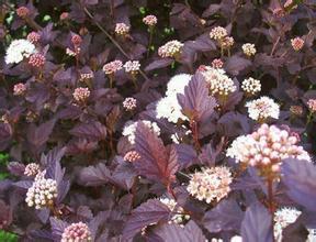 紫葉風(fēng)箱果實可以吃么？