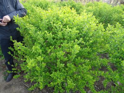 金葉女貞球一年常綠嗎？