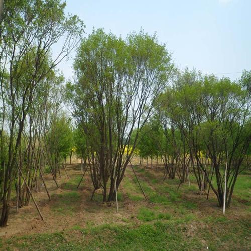 叢生五角楓 叢生五角楓