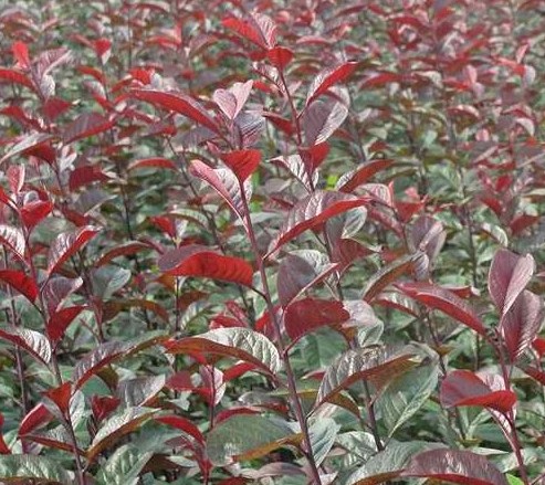 美植袋太陽(yáng)李 美植袋太陽(yáng)李