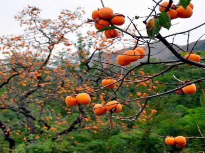 如何才能栽培好柿子樹？