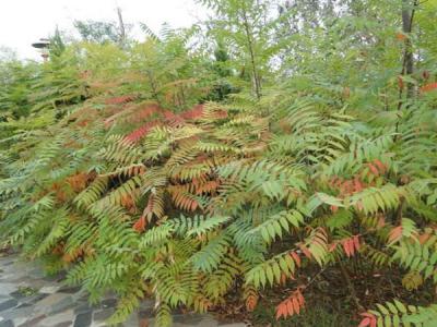 香椿和臭椿有什么不同之處？