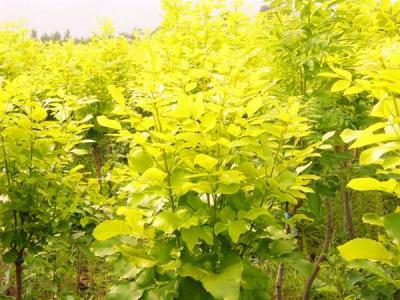 金葉白蠟和白蠟有什么相同點和不同點？