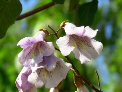 泡桐可以種植于自家的院子里嗎？