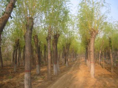 金絲柳和金絲垂柳有什么不同？