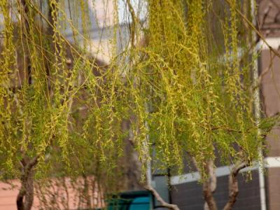 金絲垂柳和垂柳的相同之處和不同之處有哪些？