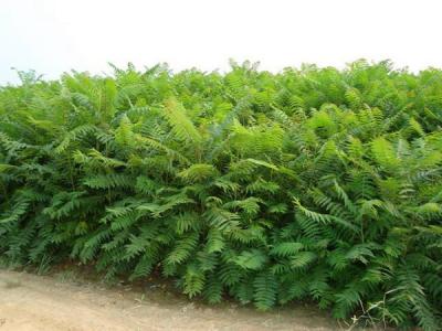 臭椿是大兇之樹(shù)，還是大吉之樹(shù)？