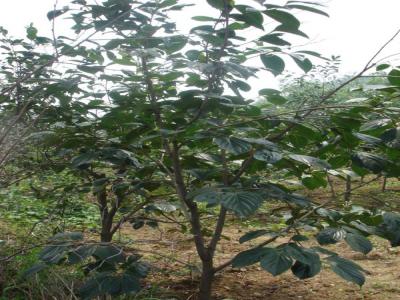 柿子樹如何過冬？