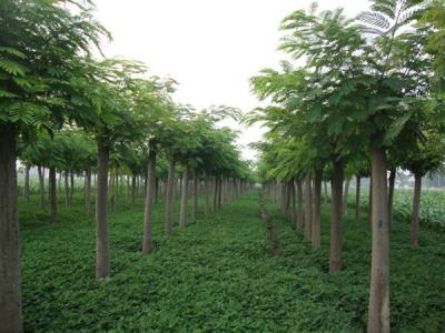 合歡樹(shù)小苗應(yīng)該在哪里購(gòu)買(mǎi)？