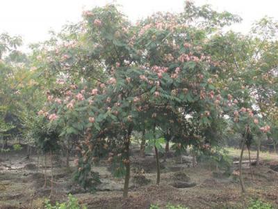 為什么稱(chēng)合歡樹(shù)為鬼拍手？