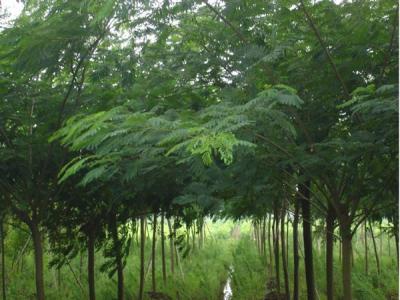 合歡樹(shù)有什么寓意和代表價(jià)值？