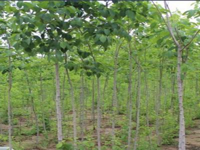 30年的杜仲樹價格是多少？