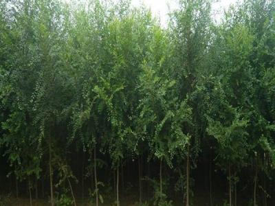 榆樹為什么不可以在院子里種？