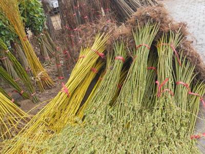 青皮柳黃皮柳哪個(gè)比較好？