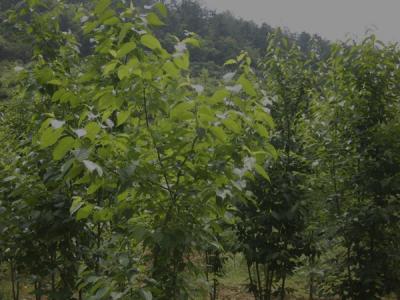 杜仲樹皮怎么采收，什么時候采收？