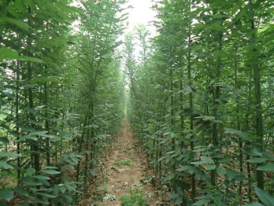 香花槐和刺槐有什么區(qū)別？