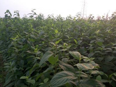 杜仲樹的藥用價值體現(xiàn)在什么方面？